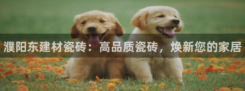 杏鑫平台注册地址是哪里